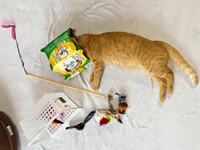 頭からすっぽり！ 飼い主さんに見守られながら遊ぶつぶちゃん（画像提供：つぶさん）