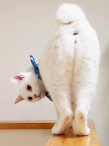 じゃあね～　（maiさん提供）