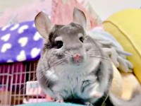 食べ終わる寸前で、ポイッと投げ捨てたプリンちゃん（画像提供：プリンさん）