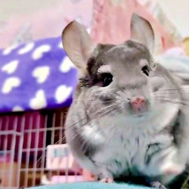 食べ終わる寸前で、ポイッと投げ捨てたプリンちゃん（画像提供：プリンさん）