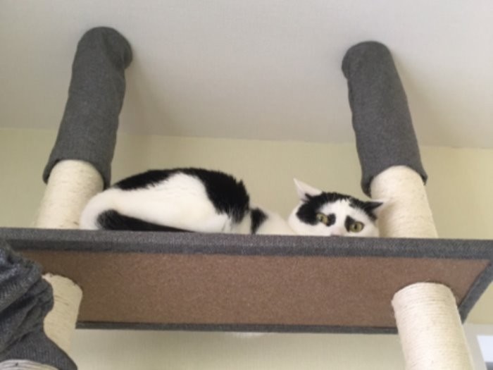 家にきてしばらくはまったく触れられず、排泄もちらかした