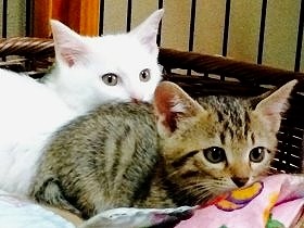 別々に保護され兄弟のように育った子猫2匹　一緒に引き取られる