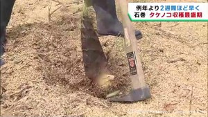 タケノコの収穫が最盛期　例年より２週間早い　宮城・石巻市