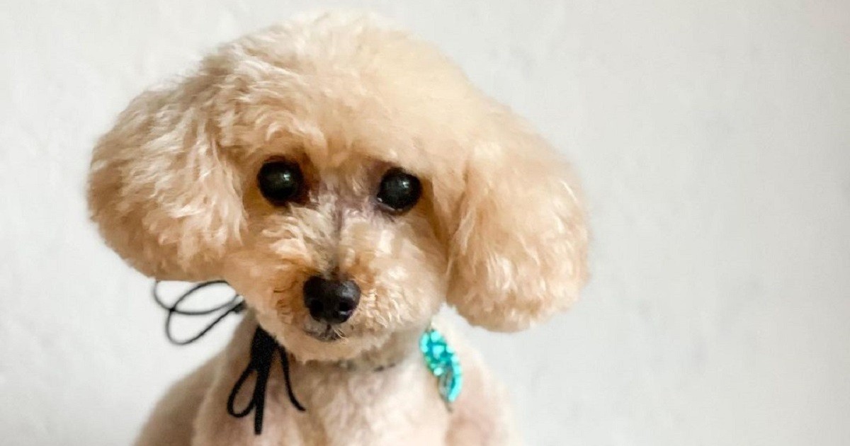 在宅ワーク中の飼い主さんをひざに乗ってずっと見守る トイプードル りく 犬 猫との幸せな暮らしのためのペット情報サイト Sippo