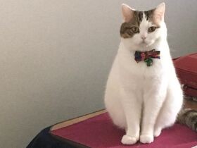 あれ、今日は会社に行っちゃうの？　スコティッシュ「だいふく」