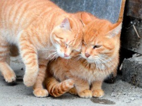 地域猫と暮らす　 旅館の女将さんたち「幸せ猫プロジェクト」