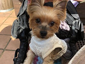 ママの隣が、わたしの一番お気に入りの場所　ヨーキー「りん」