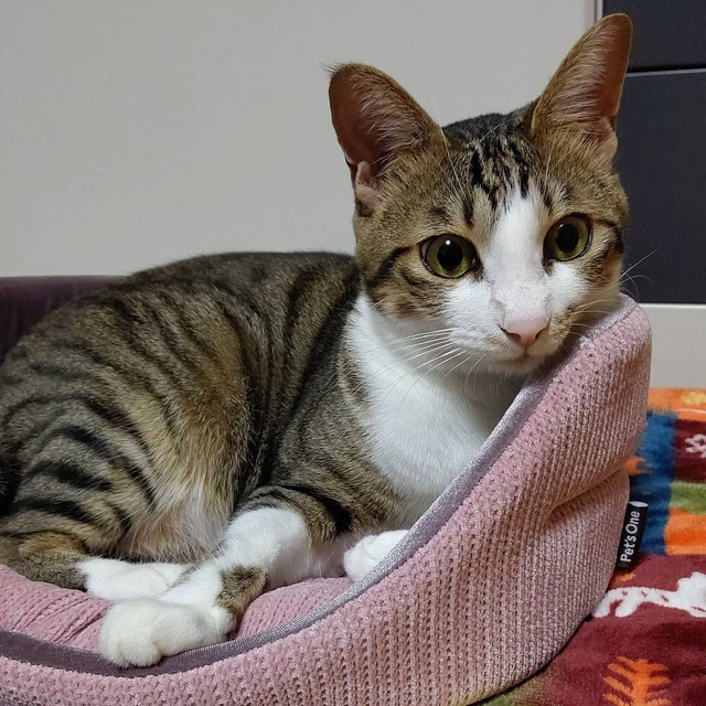 まるで女の子のような可愛らしさ