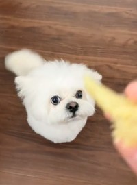 「お座り」して、おりこうに待ちます（かわいいぬさん提供）