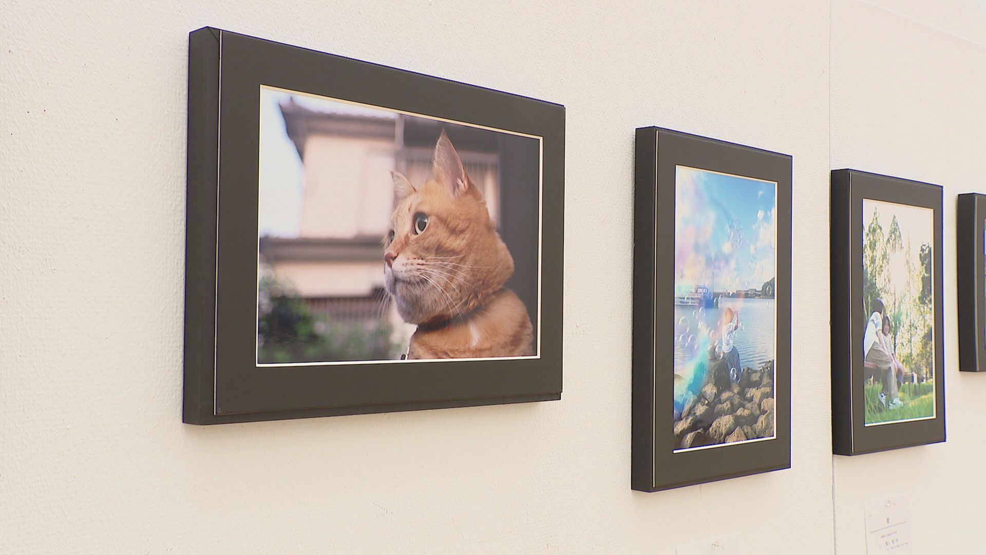 高校生の視点や思いを映した写真363点 スマホの普及で作品にも変化