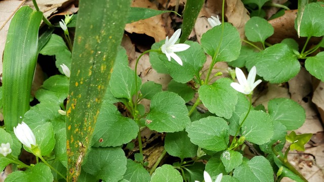 白く小さなタニギキョウの花　山や林の沢沿いで清々しい姿見せる　岡山