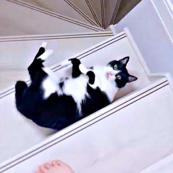 階段で飼い主さんを待ちかまえるシノスケくん（画像提供：nenekoさん）