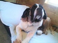 ミントハウスでくつろぐミントちゃん。お母さんに手を置いてもらってご機嫌です