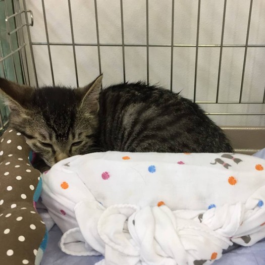 ３匹目の猫「ほたる」の子猫時代