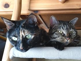 猫らが新しい遊びを開発！　赤ちゃん用サークルの周りをグルグル