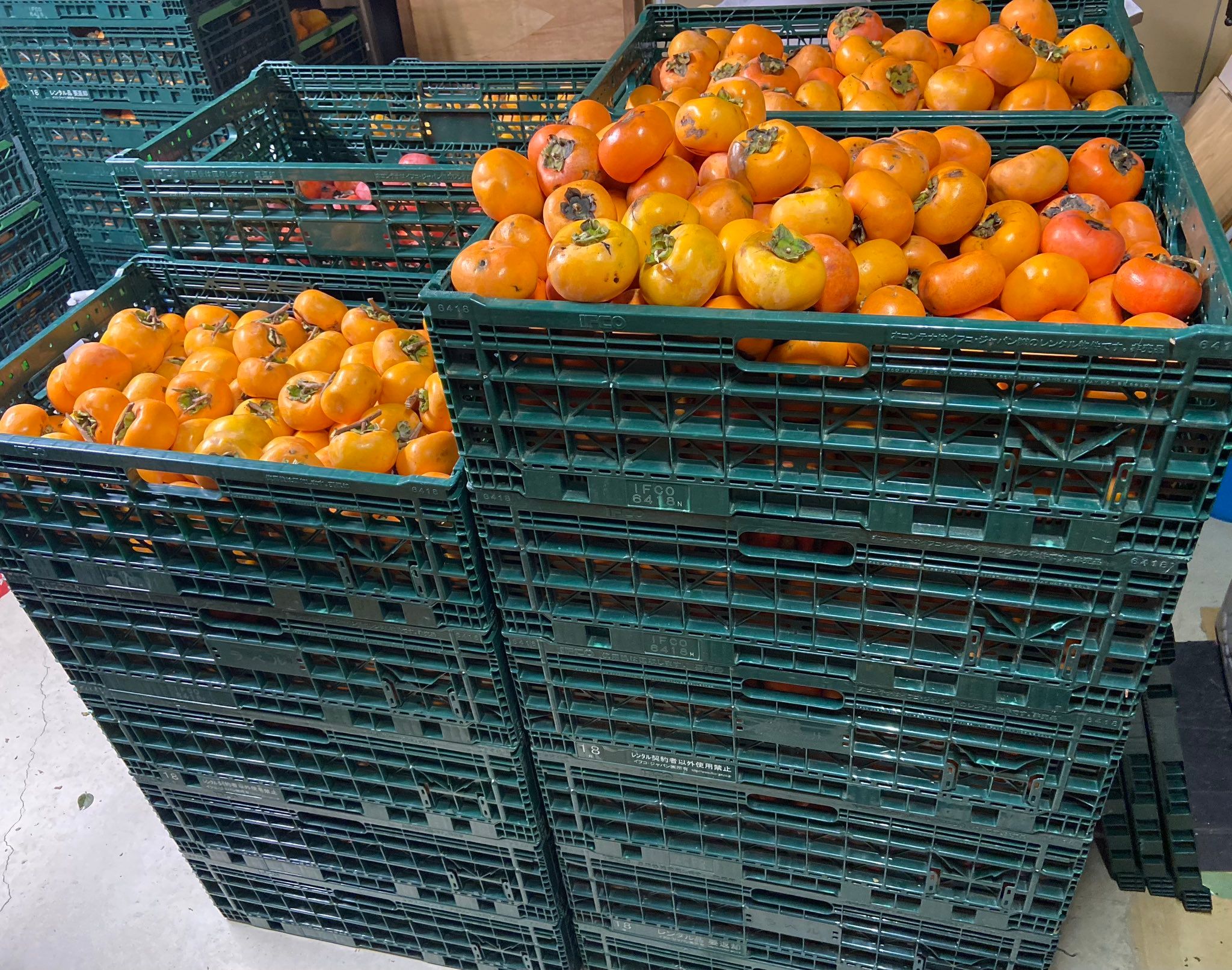 クマ被害の一因となる放置される柿を命がけで収穫・販売！売上をクマ 