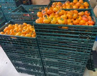 熊被害の増加でもはや柿の収穫すらも命懸け