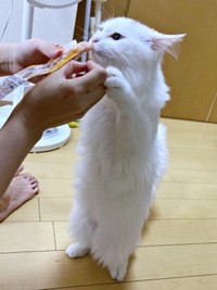 生後9カ月、おやつを食べるつくしちゃん（画像提供：あるくきくらげさん）
