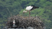 コウノトリのひなが誕生　同じペアによる繁殖　3年連続　香川・まんのう町