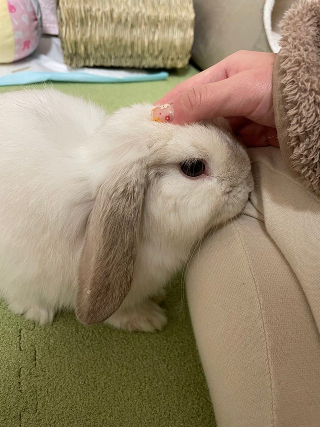 朝からイチャイチャ＝まふぃん君さん（@LopMuffin）提供
