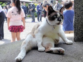 たぬき猫にゃん太郎、観光大使に任命　鹿児島
