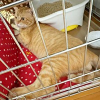 お迎え時、推定3、4歳だったちゃあさん（画像提供：床さん）