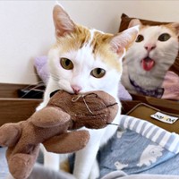 お気に入りのぬいぐるみ。一緒に移動するむぎくん（画像提供：むぎさん）