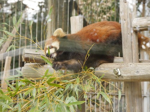動物園は親から子へ思い出を繋ぐ場所 運営に苦しむ動物園を救おうと 市民がとった ある行動 とは ほ とせなnews