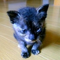 子猫時代、おうちの中を歩くココアさん（画像提供：ココアさんパパさん）