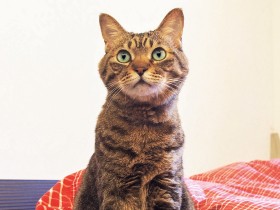 立ち入り禁止区域に取り残された猫　いのちのリレーで生き延び、生き直した10年