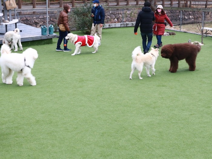 ドッグランであいさつして回る社交的な大吉