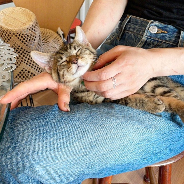 子猫の時、お母さんの手は傷だらけ