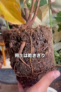 用土は乾ききってしまい、こんな状態に（提供:さくまる 観葉植物再生プロジェクト）