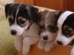 「犬を飼うってステキ？」　啓発活動には限界、法で規制も