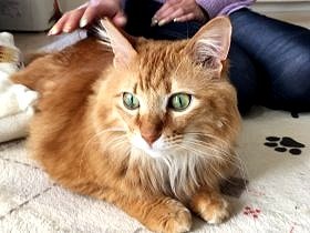 公園に現れた猫はＷキャリア　それでも見つかった幸せなおうち