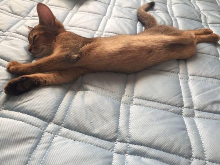 家にきたころの「リン」