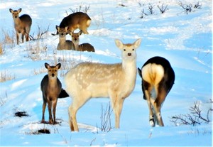 Divine' white deer spotted in snowfields in Hokkaido | The Asahi