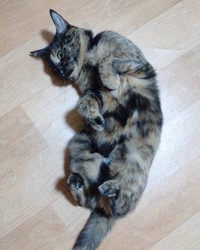 ヘソ天になって飼い主さんをチラ見するぽんずちゃん（画像提供：きのひとまるさん）