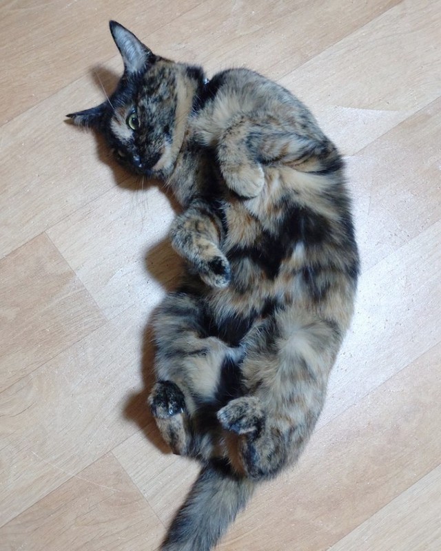 ヘソ天になって飼い主さんをチラ見するぽんずちゃん（画像提供：きのひとまるさん）