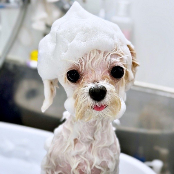 シャンプー中のひとコマ。頭のあわあわがキュートなまるくん（画像提供：全部犬のせいさん）