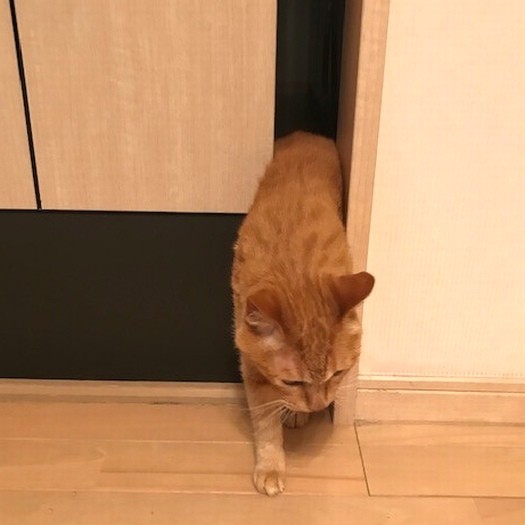 お腹が挟まっても