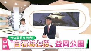 宮城県の桜の名所　白石城では桜まつり開催中