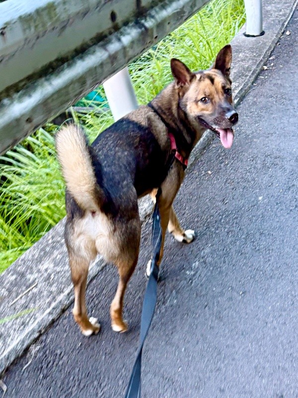 「付いて来てる？」 振り返るばつ丸くん（画像提供：あやさん）