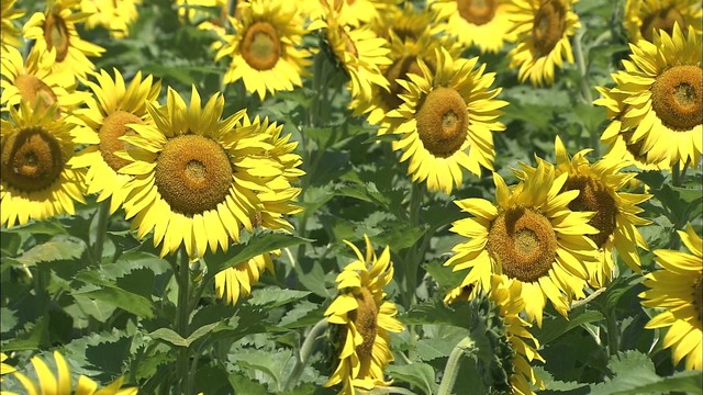 ヒマワリが一足早く満開「ひまわりオイル」が特産…時期ずらし種まき　香川・まんのう町