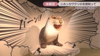 ニホンカワウソ大捜索隊司令部　四国水族館　特別展示室