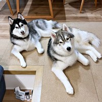 完全一致！？ シンクロする（左から）ルーナちゃん、レオくん（画像提供：ルーナ レオさん）