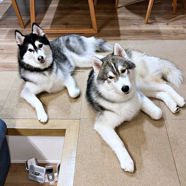 完全一致！？ シンクロする（左から）ルーナちゃん、レオくん（画像提供：ルーナ レオさん）