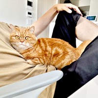 パパのお腹の上でくつろぐにゃむちゃん（画像提供：にゃむさん）