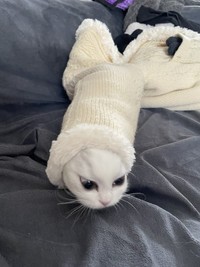 ぬるんと出てきて･･･（提供写真）