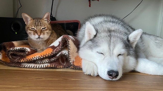 ハマジさんの机の下でくつろぐ大吉くんとシルビアちゃん（提供：ハマジさん）
